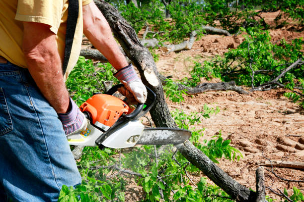 Tree Root Removal in Russell, PA